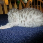 Mau, Silver, Female, DOB 5-7-17