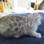 Mau, Silver, Female, DOB 5-7-17