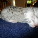 Mau, Silver, Female, DOB 5-7-17