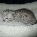 Mau, Silver, Female, DOB 5-7-17