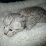 Mau, Silver, Female, DOB 5-7-17