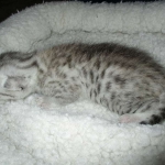 Mau, Silver, Female, DOB 5-7-17