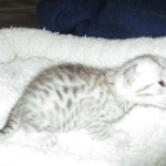 Mau, Silver, Female, DOB 5-7-17