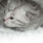 Mau, Silver, Female, DOB 5-7-17