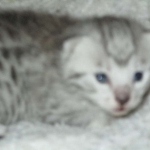 Mau, Silver, Female, DOB 5-7-17