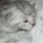 Mau, Silver, Female, DOB 5-7-17