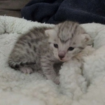 Mau, Silver, Female, DOB 5-7-17