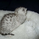 Mau, Silver, Female, DOB 5-7-17