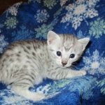 Mau, Silver, Female, DOB 5-7-17