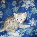 Mau, Silver, Female, DOB 5-7-17