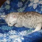 Mau, Silver, Female, DOB 5-7-17