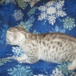 Mau, Silver, Female, DOB 5-7-17