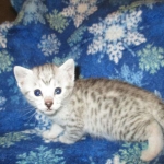 Mau, Silver, Female, DOB 5-7-17