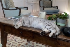 Tiye Mau silver female DOB 7-2-18