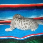 Egyptian Mau, silver, female, DOB 7-2-18