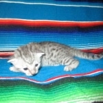 Egyptian Mau, silver, female, DOB 7-2-18