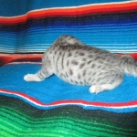 Egyptian Mau, silver, female, DOB 7-2-18