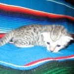 Egyptian Mau, silver, female, DOB 7-2-18