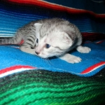 Egyptian Mau, silver, female, DOB 7-2-18