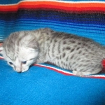 Egyptian Mau, silver, female, DOB 7-2-18