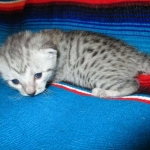 Egyptian Mau, silver, female, DOB 7-2-18