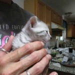 Tiye, Egyptian Mau, silver, female, DOB 7-2-18