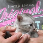 Tiye, Egyptian Mau, silver, female, DOB 7-2-18