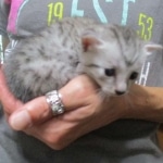 Tiye, Egyptian Mau, silver, female, DOB 7-2-18