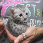 Tiye, Egyptian Mau, silver, female, DOB 7-2-18