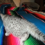 Tiye, Egyptian Mau, silver, female, DOB 7-2-18