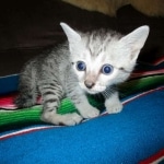 Tiye, Egyptian Mau, silver, female, DOB 7-2-18