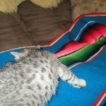 Tiye, Egyptian Mau, silver, female, DOB 7-2-18