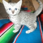 Tiye, Egyptian Mau, silver, female, DOB 7-2-18