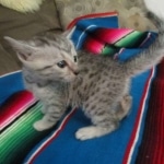 Tiye, Egyptian Mau, silver, female, DOB 7-2-18