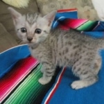 Tiye, Egyptian Mau, silver, female, DOB 7-2-18