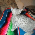 Tiye, Egyptian Mau, silver, female, DOB 7-2-18