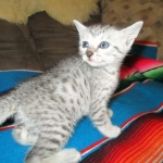 Tiye, Egyptian Mau, silver, female, DOB 7-2-18