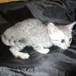 Tiye, Egyptian Mau, silver, female, DOB 7-2-18