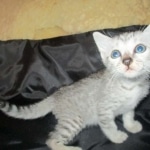 Tiye, Egyptian Mau, silver, female, DOB 7-2-18