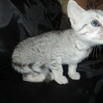 Tiye, Egyptian Mau, silver, female, DOB 7-2-18