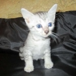 Tiye, Egyptian Mau, silver, female, DOB 7-2-18