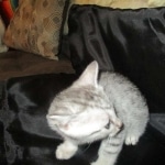 Tiye, Egyptian Mau, silver, female, DOB 7-2-18