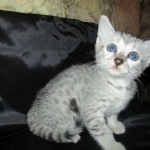 Tiye, Egyptian Mau, silver, female, DOB 7-2-18