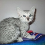 Tiye, Egyptian Mau, silver, female, DOB 7-2-18