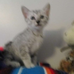 Tiye, Egyptian Mau, silver, female, DOB 7-2-18