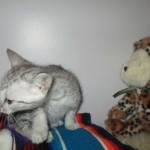 Tiye, Egyptian Mau, silver, female, DOB 7-2-18