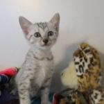 Tiye, Egyptian Mau, silver, female, DOB 7-2-18
