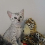 Tiye, Egyptian Mau, silver, female, DOB 7-2-18