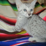 Tiye, Egyptian Mau, silver, female, DOB 7-2-18