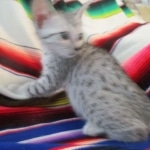 Tiye, Egyptian Mau, silver, female, DOB 7-2-18